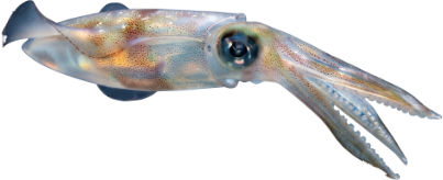 Fresh Squid