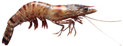 Fresh Prawns