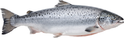 Fresh Salmon